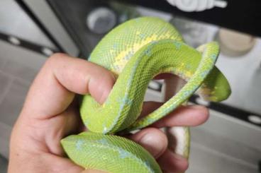 Pythons kaufen und verkaufen Foto: Baumpython männchen Wamena sorong 