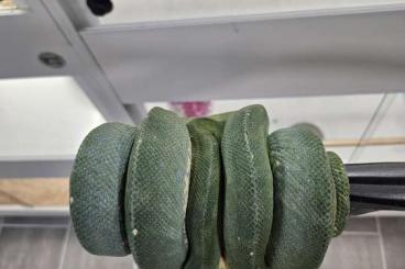 Pythons kaufen und verkaufen Foto: Baumpython nachzucht von Ende August 