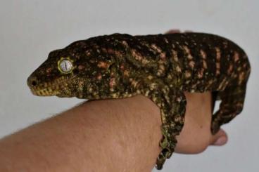 Lizards kaufen und verkaufen Photo: Rhacodactylus leachianus 