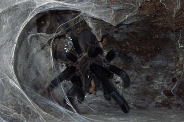 Spinnen und Skorpione kaufen und verkaufen Foto: 0.3 Chilobrachys sp. Kaeng Krachan 