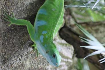 Echsen  kaufen und verkaufen Foto: 0.1 Brachylophus fasciatus 