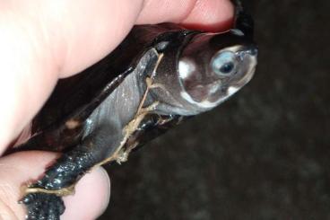 Schildkröten  kaufen und verkaufen Foto: Turtles for sale for Houten