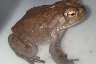 frogs kaufen und verkaufen Photo: Shipping to bigger expos 