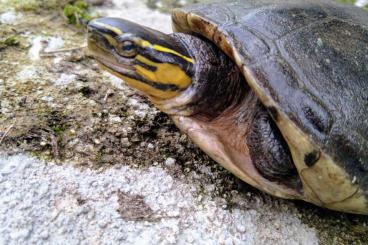 Turtles and Tortoises kaufen und verkaufen Photo: Many species of turtles for sale, exchange