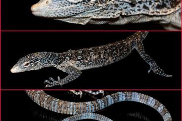 Warane kaufen und verkaufen Foto: Varanus macraei 1.0 proven breeder