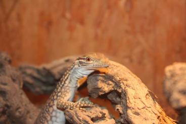 Monitor lizards kaufen und verkaufen Photo: Varanus flavirufus, panoptes salvator Monitor lizards kaufen und verkaufen Photo: Varanus flavirufus, panoptes salvator