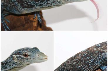 Monitor lizards kaufen und verkaufen Photo: SOLD Out 0.1 Varanus macraei cb 2017 proven 