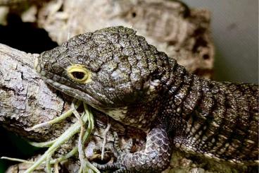 Lizards kaufen und verkaufen Photo: 1,2 Abronia campbelli CB 05-2023