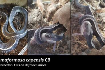 Schlangen kaufen und verkaufen Foto: SNAKES AVAILABLE ONLY FOR SNAKE DAY HOUTEN - 06.10.2024