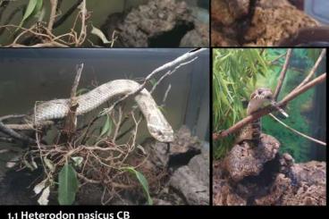Schlangen kaufen und verkaufen Foto: EXCLUSIVE OFFER ONLY FOR VERONA REPTILES NEXT WEEK !!! Schlangen kaufen und verkaufen Foto: EXCLUSIVE OFFER ONLY FOR VERONA REPTILES NEXT WEEK !!!