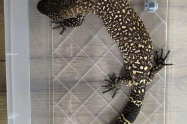 other lizards kaufen und verkaufen Photo: Heloderma Horridum & Exasperatum other lizards kaufen und verkaufen Photo: Heloderma Horridum & Exasperatum