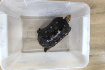 Landschildkröten kaufen und verkaufen Foto: 2,1 redfoot tortoises / Chelonoidis carbonarius Landschildkröten kaufen und verkaufen Foto: 2,1 redfoot tortoises / Chelonoidis carbonarius