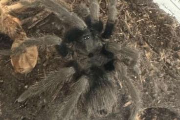 - bird spiders kaufen und verkaufen Photo: Sphaerobothria hoffmanni Männchen abzugeben