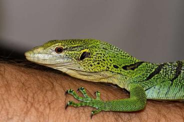 Monitor lizards kaufen und verkaufen Photo: 0.0.2 Varanus prasinus NZ 01/2024