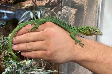 Monitor lizards kaufen und verkaufen Photo: 0.0.1 Varanus prasinus + 0.0.3 Varanus macraei, NZ 2024