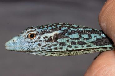 Warane kaufen und verkaufen Foto: Für Hamm: Varanus prasinus + Varanus macraei NZ