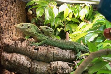 Monitor lizards kaufen und verkaufen Photo: Varanus prasinus NZ 01/2024 + 08/2024