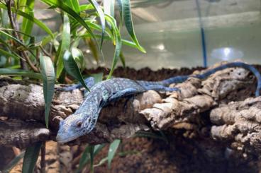 Monitor lizards kaufen und verkaufen Photo: Varanus macraei NZ 03/2024