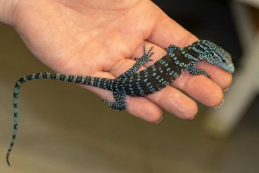 Monitor lizards kaufen und verkaufen Photo: Für Hamm: Varanus macraei NZ 2024