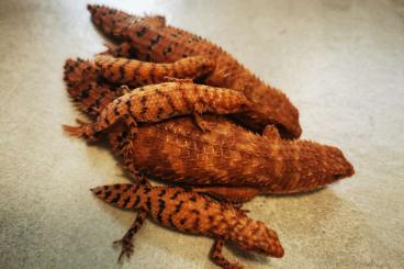 Lizards kaufen und verkaufen Photo: Egernia epsisolus CB2024 available