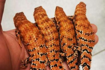 Lizards kaufen und verkaufen Photo: *Egernia epsisolus NZ2024*