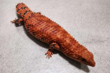 Echsen  kaufen und verkaufen Foto: 0.1 Egernia epsisolus adult