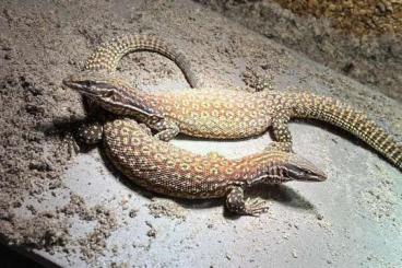 Monitor lizards kaufen und verkaufen Photo: Varanus acanthurus red ackie 