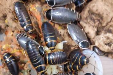 Insekten kaufen und verkaufen Foto: Hamm 14/09 Simandoa conserfariam 