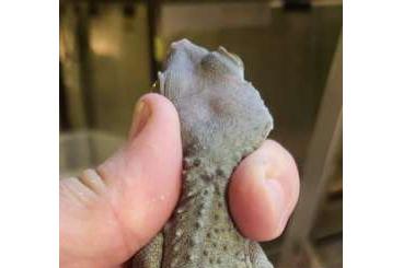 Geckos kaufen und verkaufen Photo: Tokay morph, platinum, candy, granit... Geckos kaufen und verkaufen Photo: Tokay morph, platinum, candy, granit...