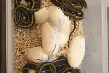 Snakes kaufen und verkaufen Photo: Psamnodynastes, Ahaetulla, oligodon, Xenodermus Snakes kaufen und verkaufen Photo: Psamnodynastes, Ahaetulla, oligodon, Xenodermus