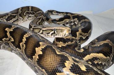 Pythons kaufen und verkaufen Photo: 0,1 Halfdwarf Tigerpython adult