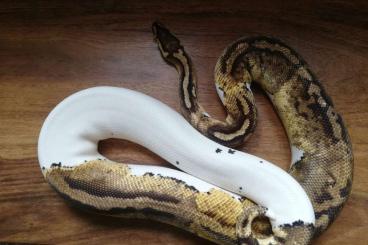 Pythons kaufen und verkaufen Photo: Python Regius Super Pastel Piebald adult