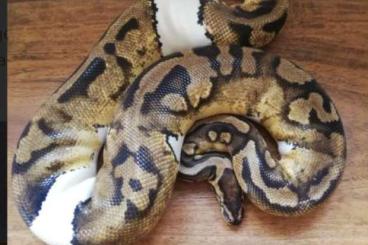 Ball Pythons kaufen und verkaufen Photo: Zuchtgruppe 1.2 Python Regius