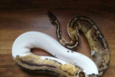 Ball Pythons kaufen und verkaufen Photo: Zuchtgruppe 1.2 Python Regius Superpastell Piebald