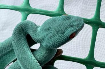 Giftschlangen kaufen und verkaufen Foto: Trimeresurus insularis blue hamm