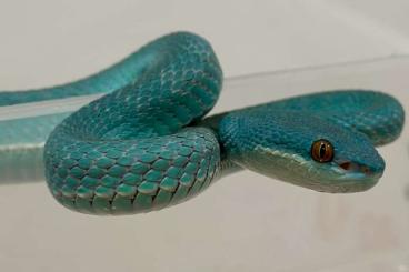 Giftschlangen kaufen und verkaufen Foto: Trimeresurus insularis and venomous snakes 