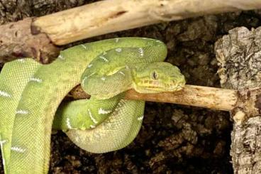 Snakes kaufen und verkaufen Photo: Corallus caninus and B.c.c Peru,surinam