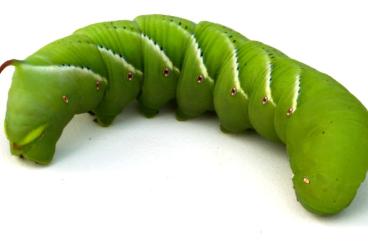 Insekten kaufen und verkaufen Foto: Hornworms, manduca sexta and food