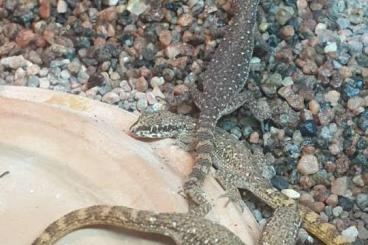 Geckos kaufen und verkaufen Foto: diffrent gekkoes for hamm dec 24