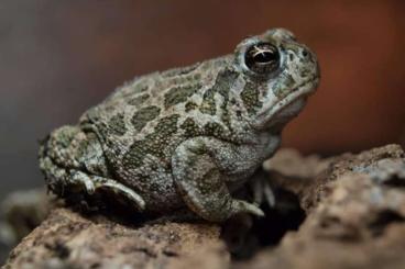 Frösche  kaufen und verkaufen Foto: Anaxyrus cognatus and Duttaphrynus dhofarensis for hamm dec24