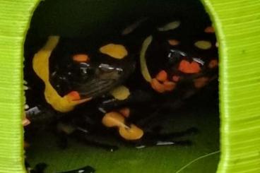 Poison dart frogs kaufen und verkaufen Photo: 1.1 Oophaga histrionica pacasi