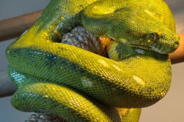 Pythons kaufen und verkaufen Foto: 1.0 Baumpython Sorong DNZ 2007