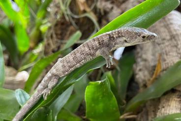 Lizards kaufen und verkaufen Photo: Abronia lythrochila und cambpelli