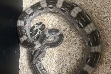 Snakes kaufen und verkaufen Photo: Boa constrictor imperator cay caulker 