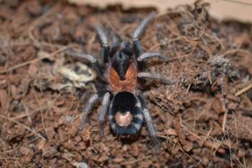 Vogelspinnen kaufen und verkaufen Foto: Cyriocosmus elegans Nachzuchten