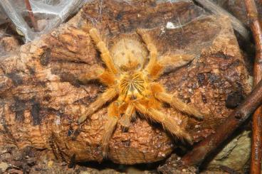 - bird spiders kaufen und verkaufen Photo: Pterinochilus murinus RCF Paare