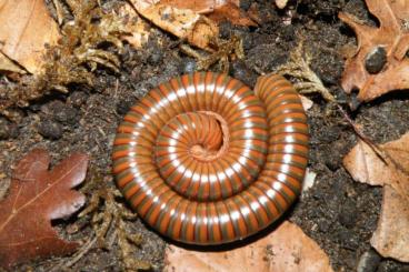 Myriapoda kaufen und verkaufen Photo: Tausendfüßer - einige Nachzuchten