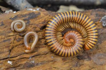 Myriapoda kaufen und verkaufen Photo: Tausendfüßer - einige Nachzuchten