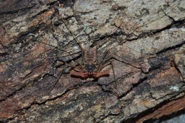 Spiders and Scorpions kaufen und verkaufen Photo: Geißelspinnen Nachzuchten