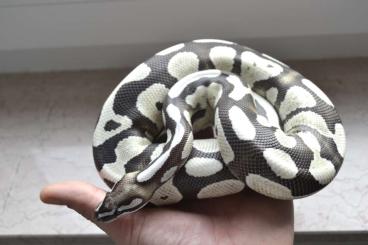 Ball Pythons kaufen und verkaufen Photo: 1.0 Fire Axanthic Desert Ghost 0.1 Ghi Pastel Harlequin Dg